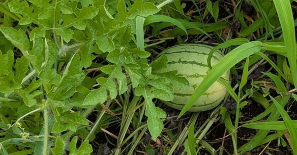 ミニサイズモノメタルモデル「木花咲耶(コノハナサクヤ)」｜en