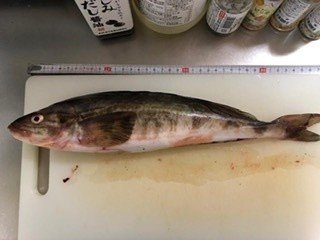 穴場的 ホッケの釣り場 まさぼん Note