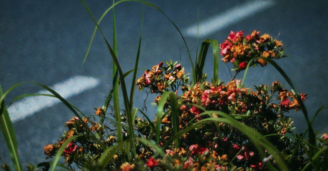 OLYMPUS OM-SYSTEM G.ZUIKO AUTO-S 50mm F1.4 レビュー』オールド