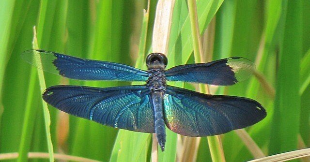 チョウトンボと・・・｜waiwai