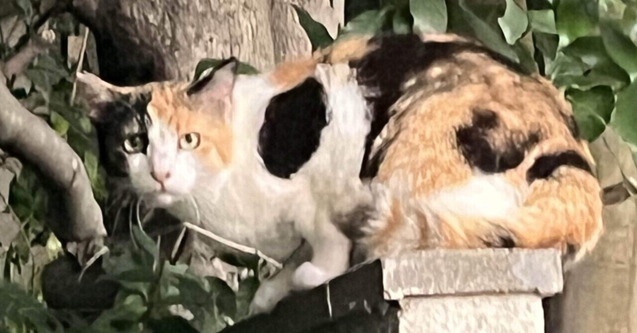 🐱三毛猫さん❕可愛いのよ❣️📚s｜まるまるの虫 カメさん