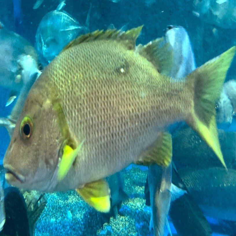 フエダイ《展示動物解説》｜桂浜水族館 公式