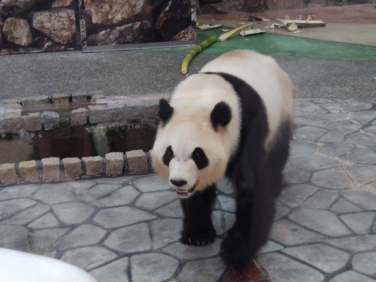 アドベンチャーワールド アドベン 楓浜 結浜 彩浜 良浜 パンダ