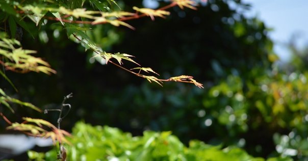 山上樹実雄全句集より、『眞竹』を読む。｜紫乃