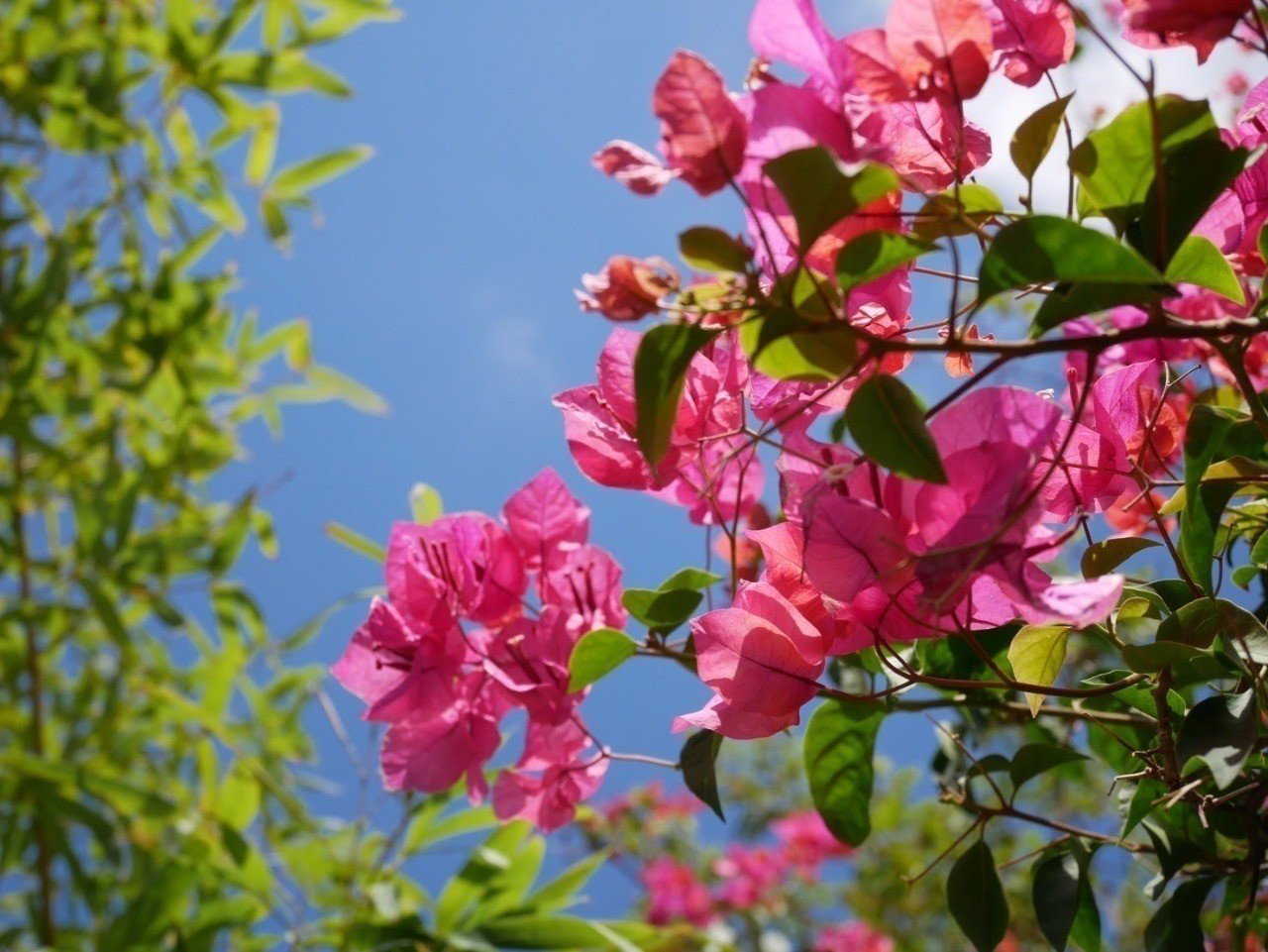 それ行け バックパッカーズ2 アジアの地獄 小学館文庫 游人舎 漫画 無料試し読みなら 電子書籍ストア ブックライブ