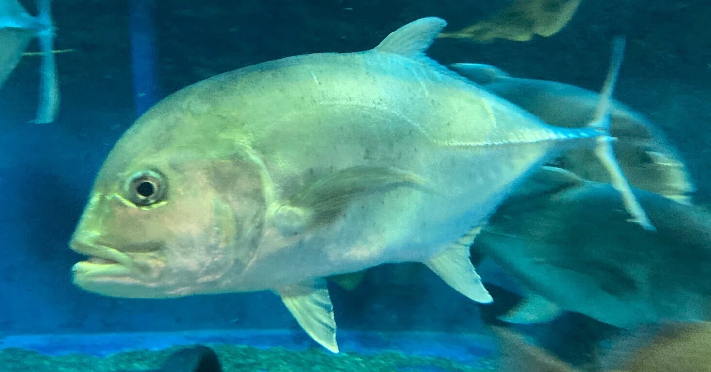 ロウニンアジ《展示動物解説》｜桂浜水族館 公式