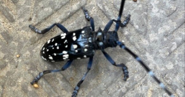 ミャンマー産ゴマダラカミキリ ミャンマー産ゴマダラカミキリ