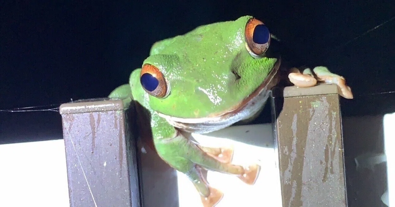 Life in Hagitani and the Forest Green Tree Frog｜萩谷どんとこい！