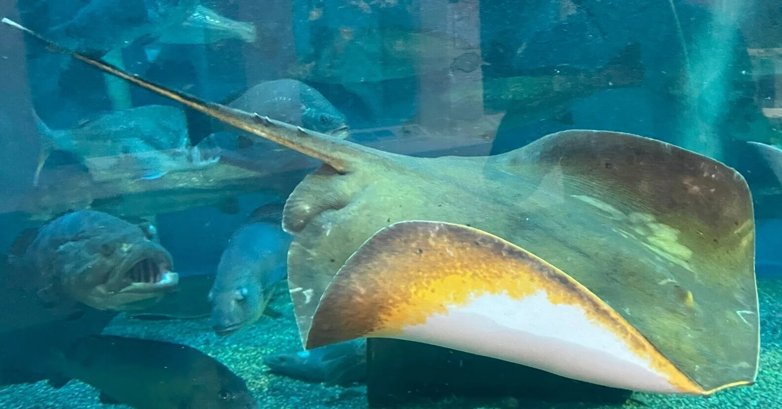 アカエイ《展示動物解説》｜桂浜水族館 公式