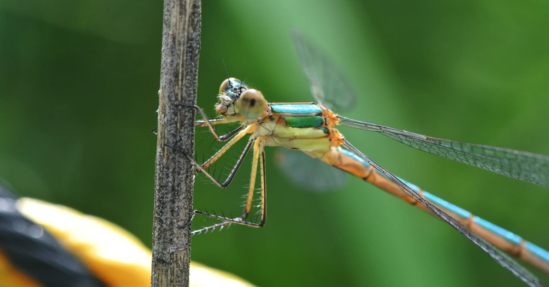 Emerald Damselfly｜INSETTO