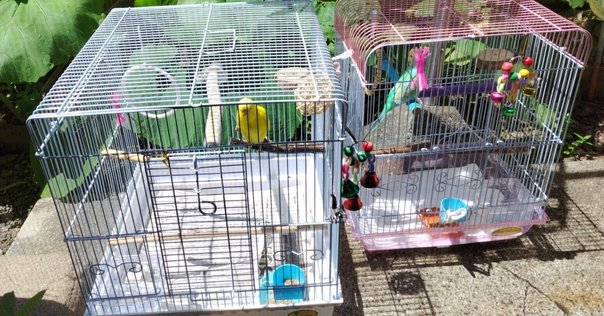 ひめうずら研究室 成鳥用配合飼料 4kg 鳥 餌 ヒメウズラ ひめうずら研究室 成鳥用配合飼料 4kg 鳥 餌 ヒメウズラ - メルカリ
