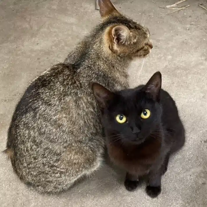 はちのすけ