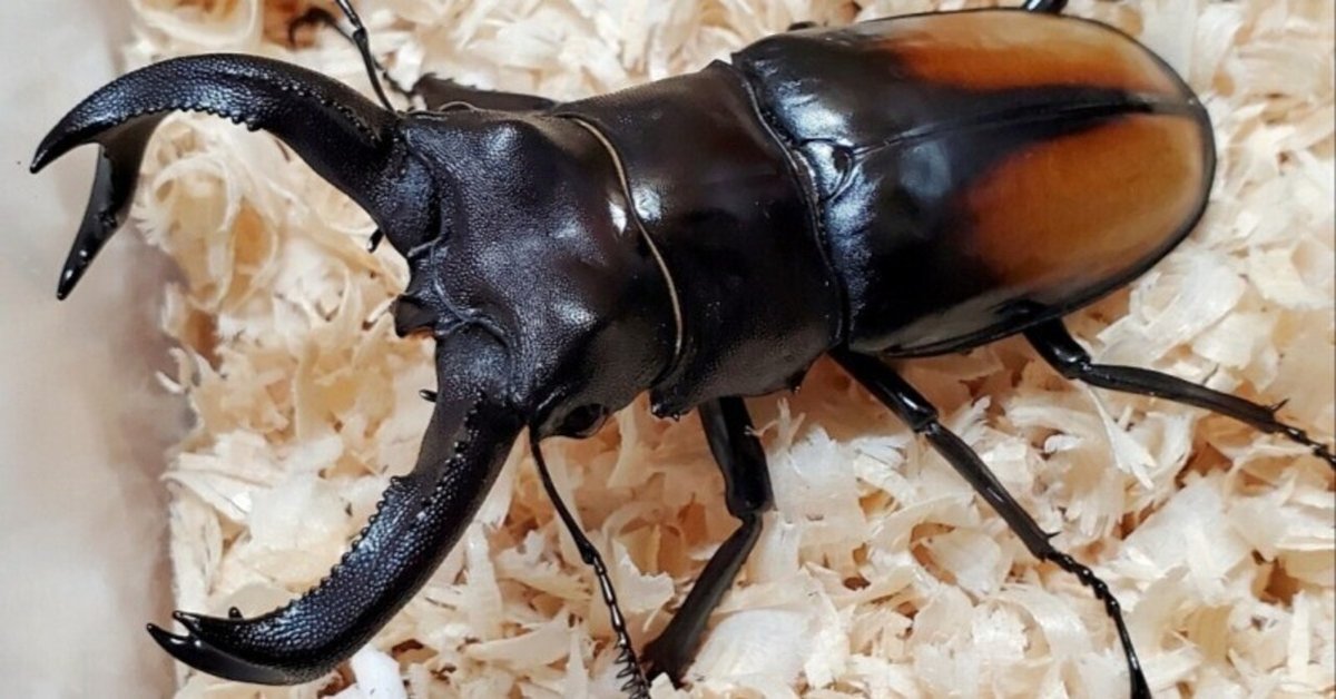 H.セアカ(パリー)フタマタクワガタ4体セット野外品75〜88㍉ セアカフタマタクワガタクワガタ トリオ ♂64mm♀46mm、45mm