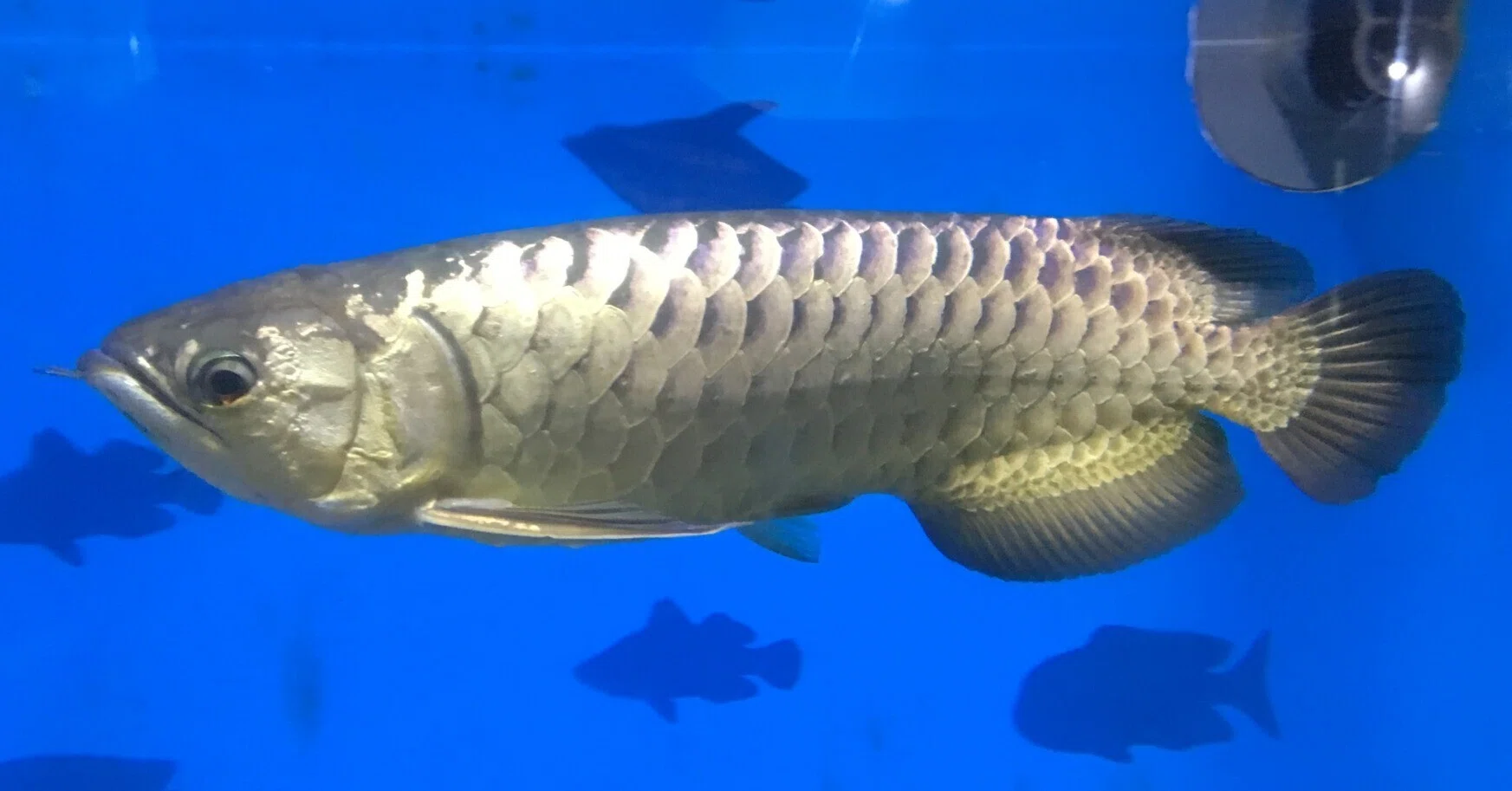アジアアロワナ《展示動物解説》｜桂浜水族館 公式