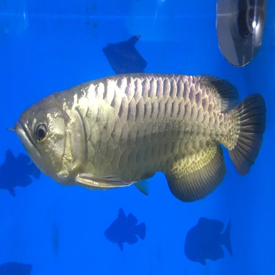 アジアアロワナ《展示動物解説》｜桂浜水族館 公式