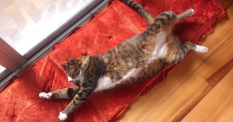 わが家の猫生活 その二十一 盆休み返上の事件発生 ぶんぶんどー Note