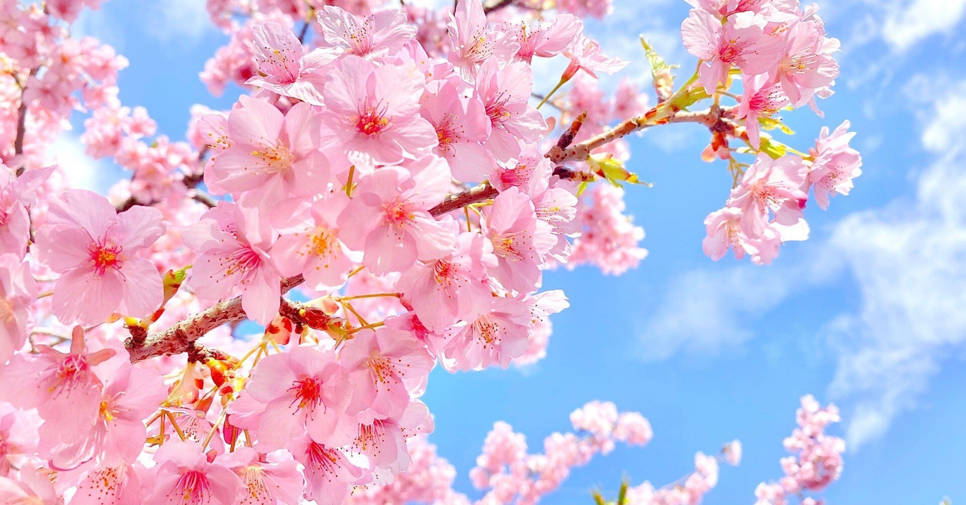 他者肯定繁栄哲学①｜循環器内科医