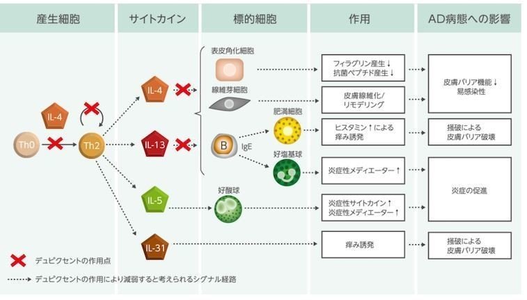 ディクピセントメカニズム２