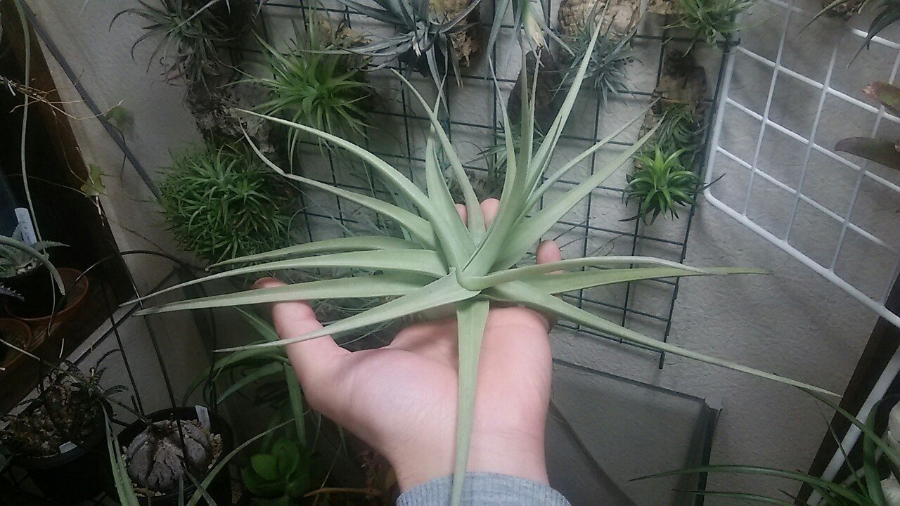 10周年の陣・本戦】チランジア入荷リスト2/20|NatureGarden🌿神田
