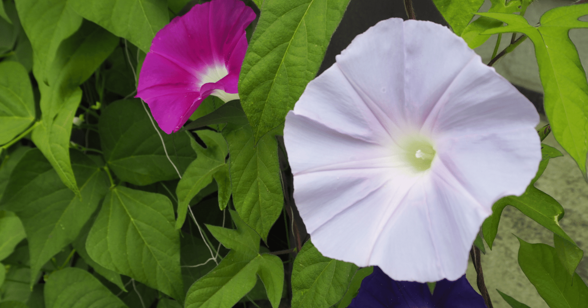 海外の朝顔、1000年後に日本の風景になった‐Japanese Morning Glory