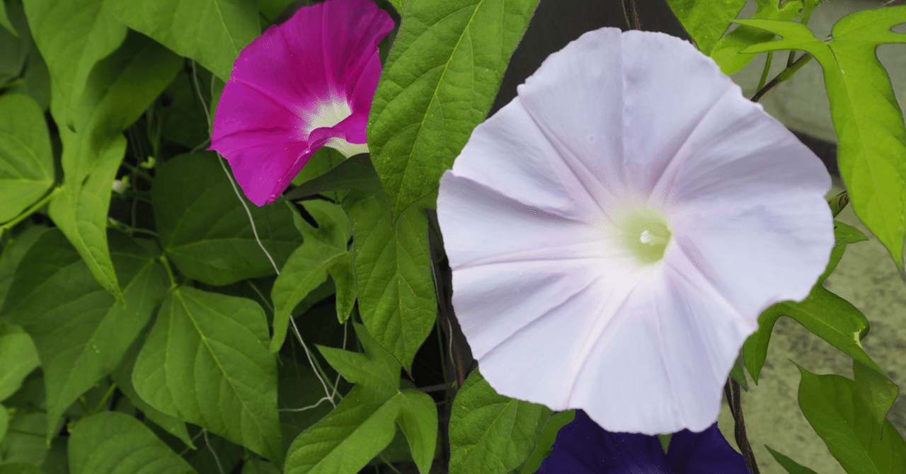 海外の朝顔、1000年後に日本の風景になった‐Japanese Morning Glory ｜kyotoK
