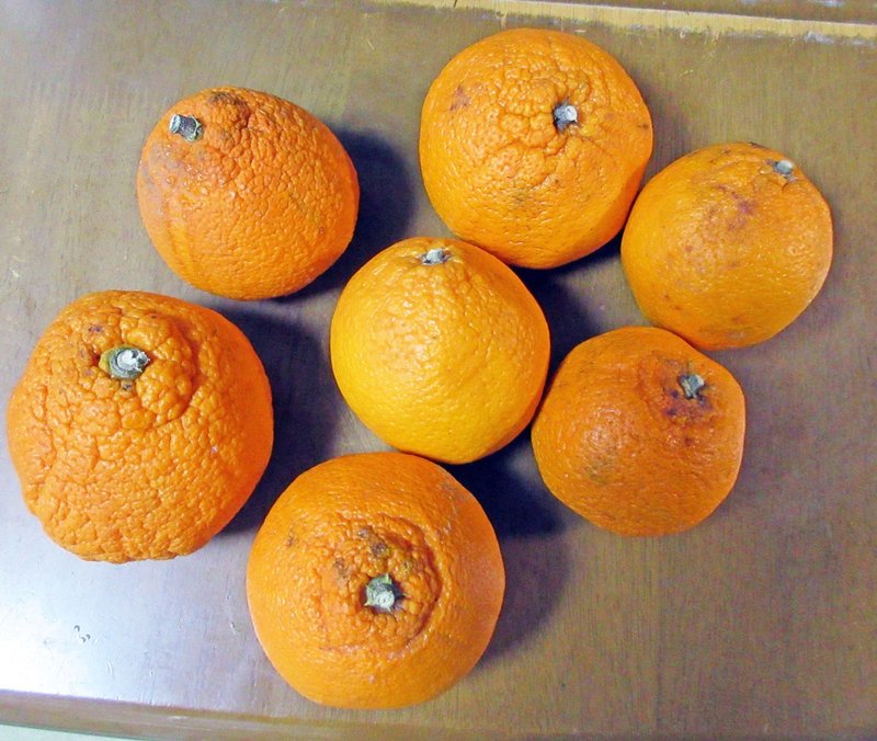 ポンカンの皮からオレンジピールを作ってみた たけっち Note ポンカンの皮からオレンジピールを作ってみた たけっち Note
