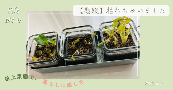 新 野菜つくりの実際第2版 果菜Ⅱ(ウリ科・イチゴ・オクラ)』川