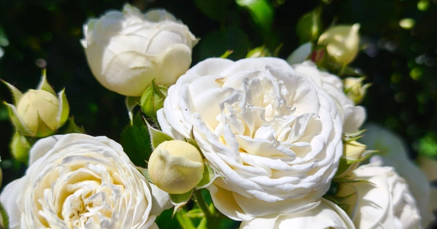 ロイズローズガーデン、秘密の花園～①薔薇の小径と白薔薇コレクション
