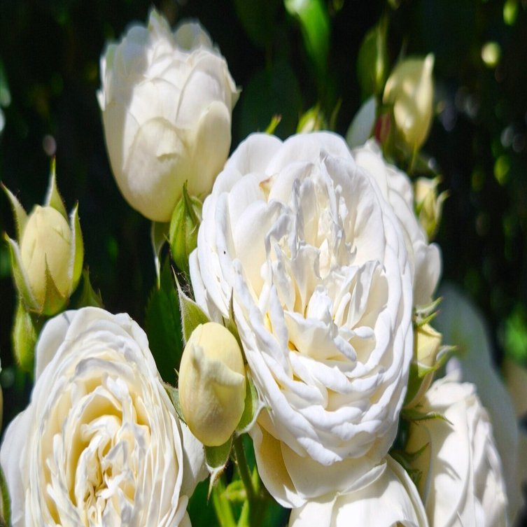 ロイズローズガーデン、秘密の花園～①薔薇の小径と白薔薇コレクション