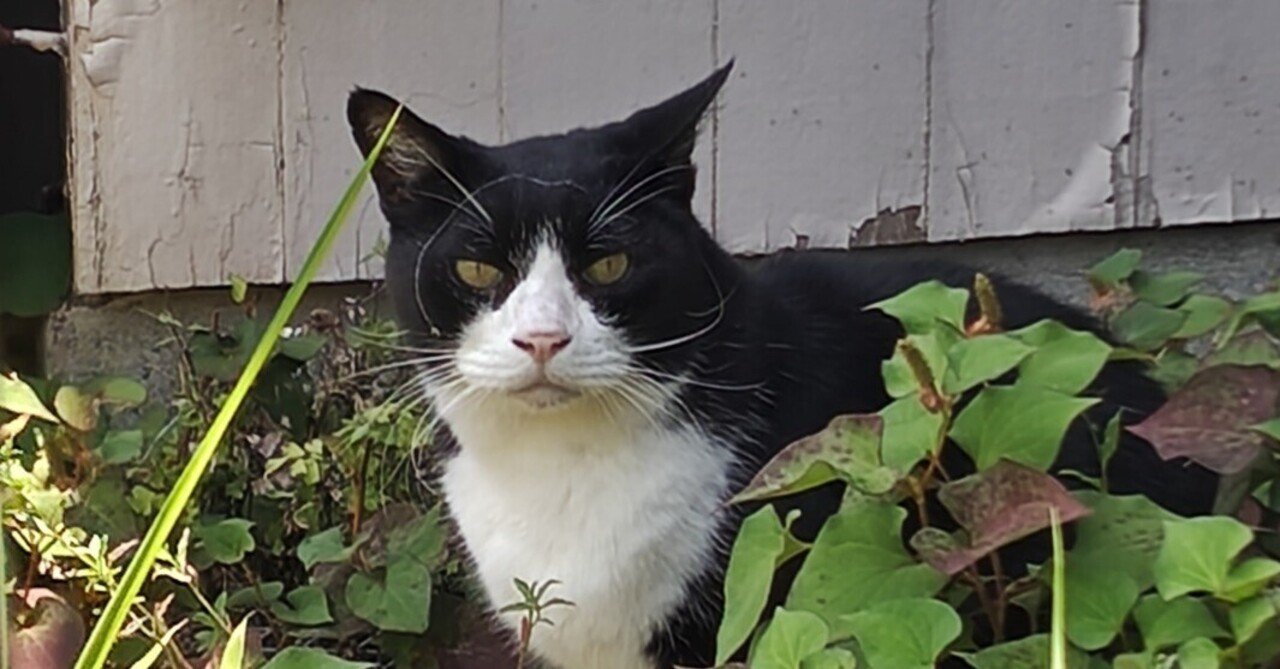 のらねこ日記いきもの編《通りすがりの子》｜のらキタ