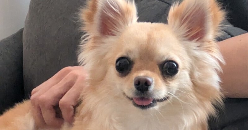 キラーチワワ🐾を手懐ける - チワワ親バカ部｜ぴんこ｜note