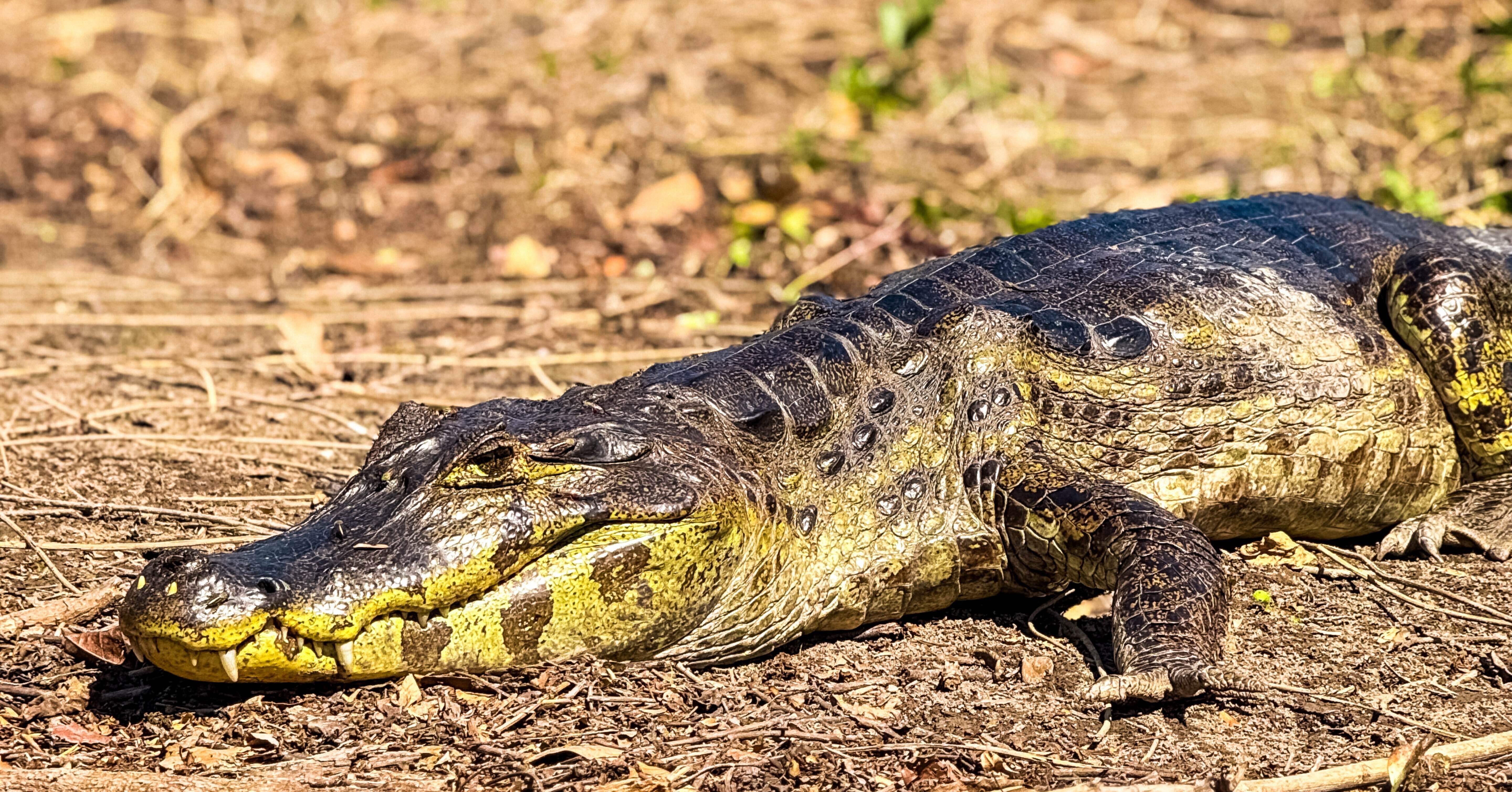 完全ガイド】ボリビア・ルレナバケ発｜アマゾン2泊3日パンパスツアー