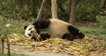 シャンシャンとの再会 雅安碧峰峡パンダ基地｜Xiangmaru 大熊猫