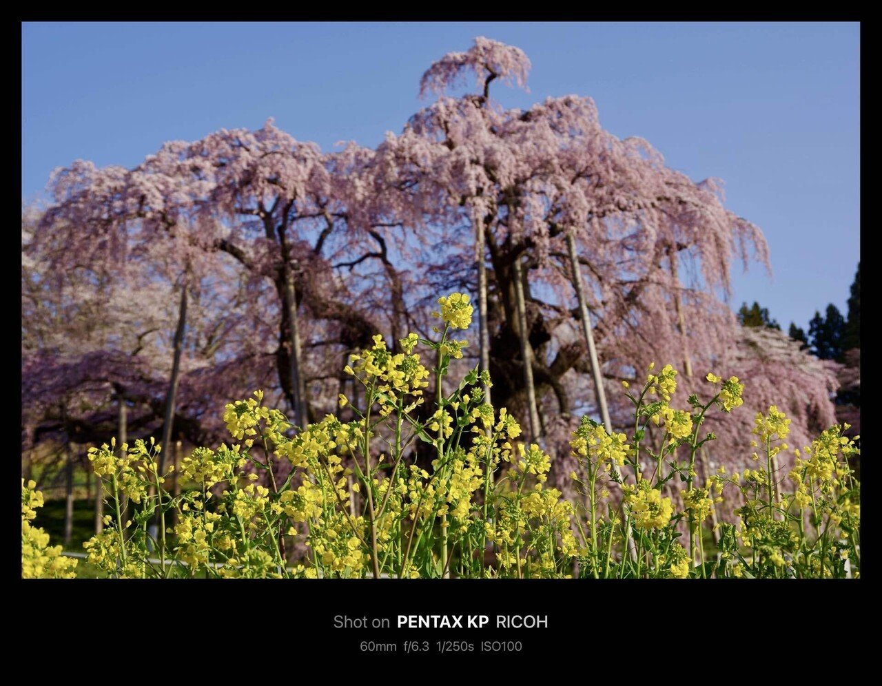 三春滝桜 / Miharu Takizakura(Fukushima, Japan)｜N.Hagimoto
