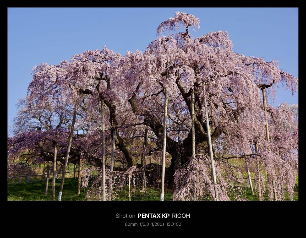 (A0033)パセ・ジェラルド「花咲く桜の木」 Amazon.co.jp: 桜 苗木 啓翁桜 12cmロングポット苗 けいおうざく