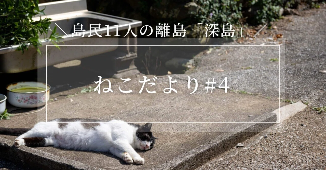 お昼寝の達人｜深島ねこだより#4｜でぃーぷまりん