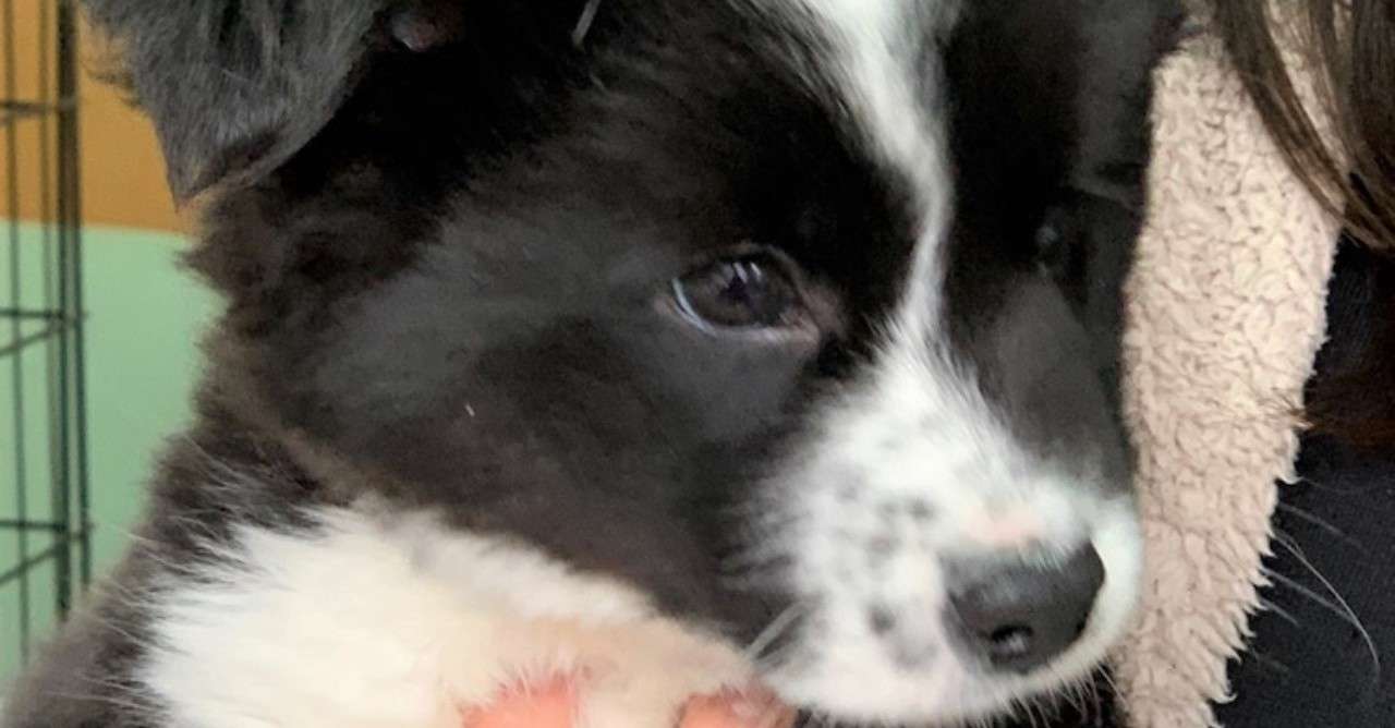 犬の問題行動について 信頼関係が足りていないかもしれない時の犬の行動 シスト 犬の心理学研究員 Note