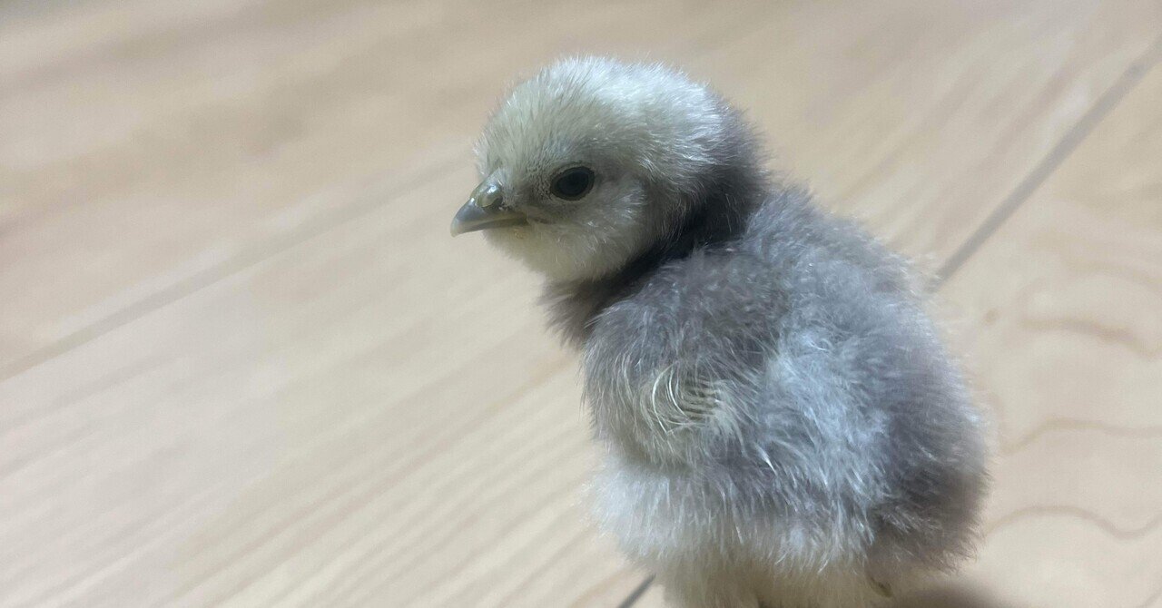 小さな命が生まれる瞬間 〜ヒメウズラの誕生記録〜孵卵器