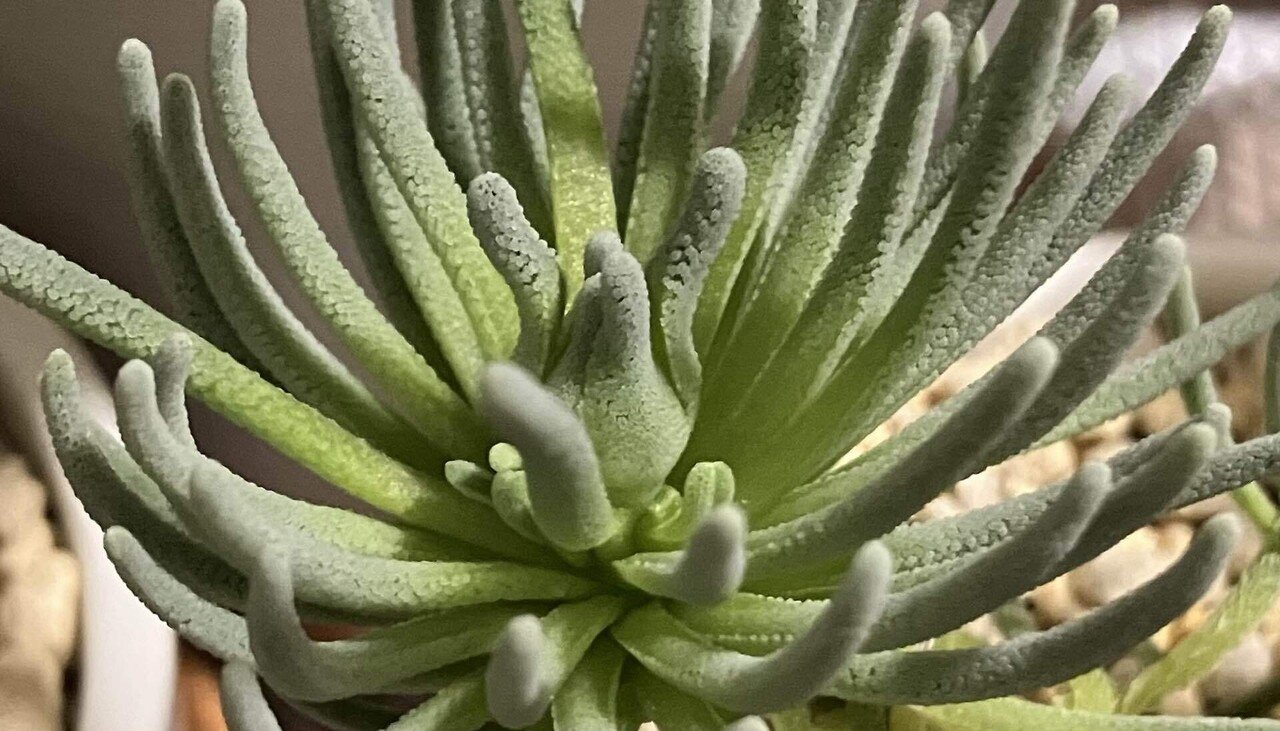 ぷくぷく多肉録 #5｜フィロボルス・ラビエイ｜ぬるぬるちゃんぬる