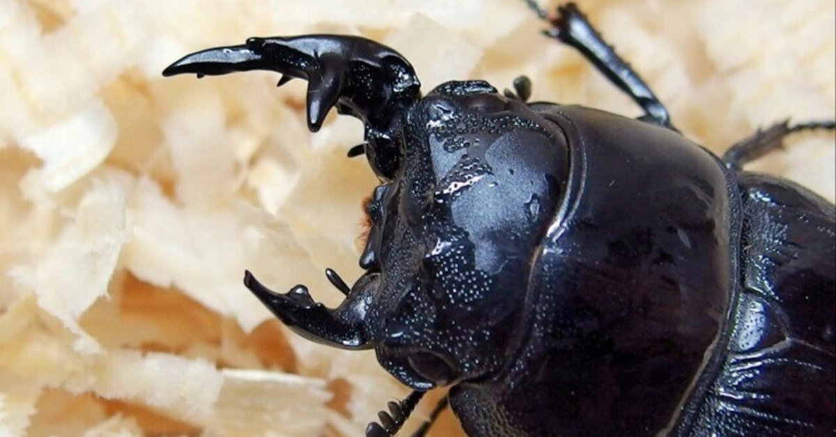 左右で異なる性別 「雌雄モザイク」クワガタ捕獲 帯畜大院生の