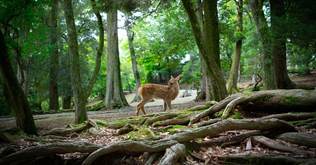 【奈良】鹿だらけ！〜奈良公園〜