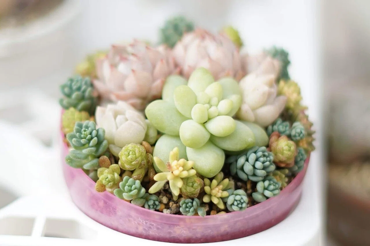 多肉植物寄せ植えのコツ！コスパ重視で多肉の寄せ植えを楽しむ方法