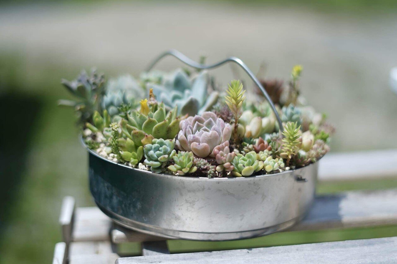 多肉植物⑤（お問合せはこちらからお願いします♪） maxresdefault.jpg