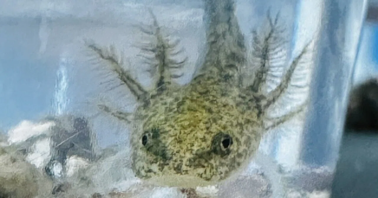 ウーパールーパーの稚魚の成長記録 2025/6/29｜ようへい
