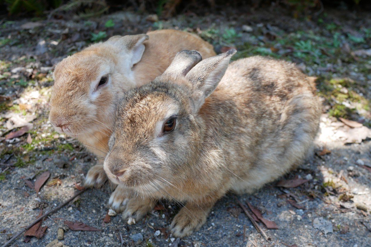 二兎を追うものしか二兎を得ずかもしれません じんせいサンド 読むだけでグングン成長できるnote Note