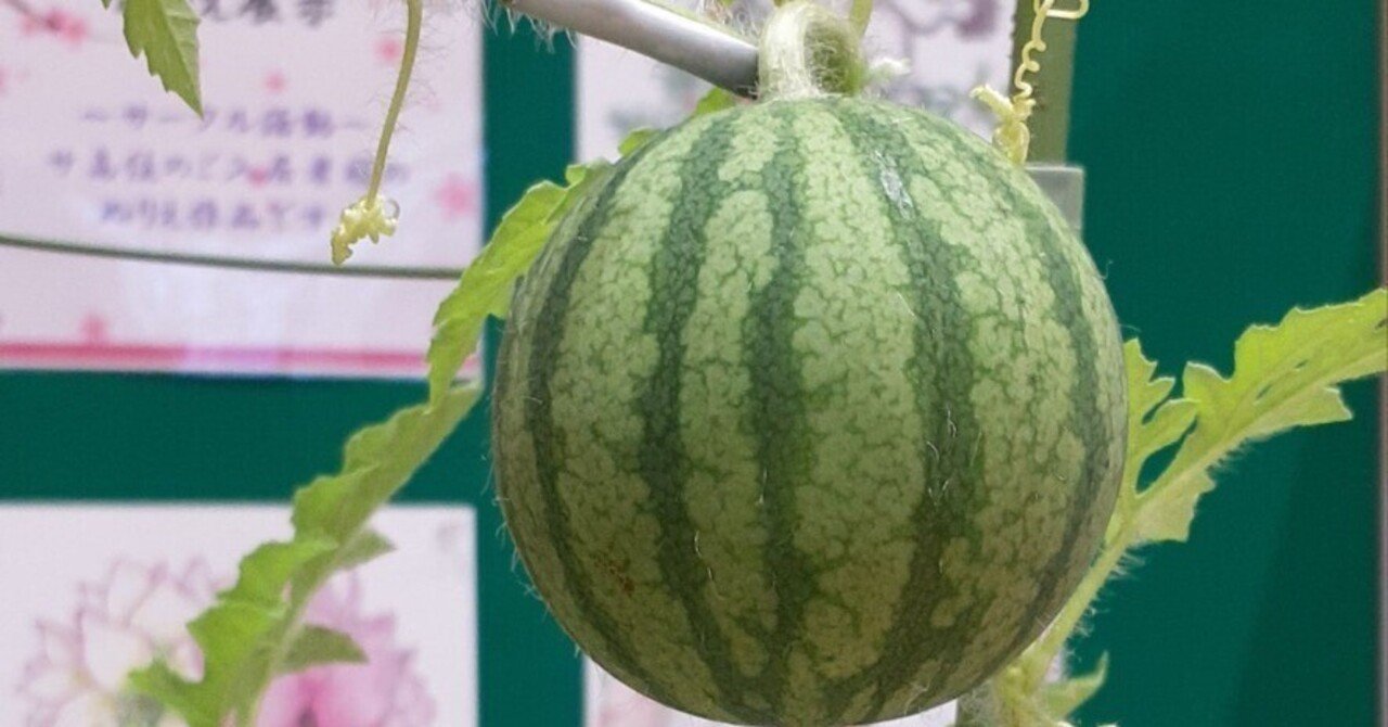 小玉スイカ🍉｜だいにちスローライフビレッジ