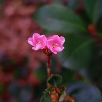 Rule Of Roseのはなし 戻ってこないジェニファー 蛍石 ケイセキ Note