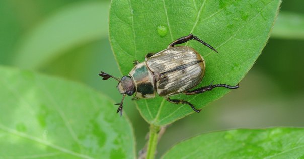 昆虫【コガネムシ】の英単語・特徴などを紹介します｜きむっち