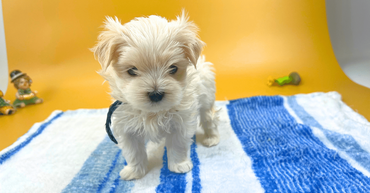 フォロワー8.5万人。黒ぶちメガネのおしゃれ犬が、Instagramで