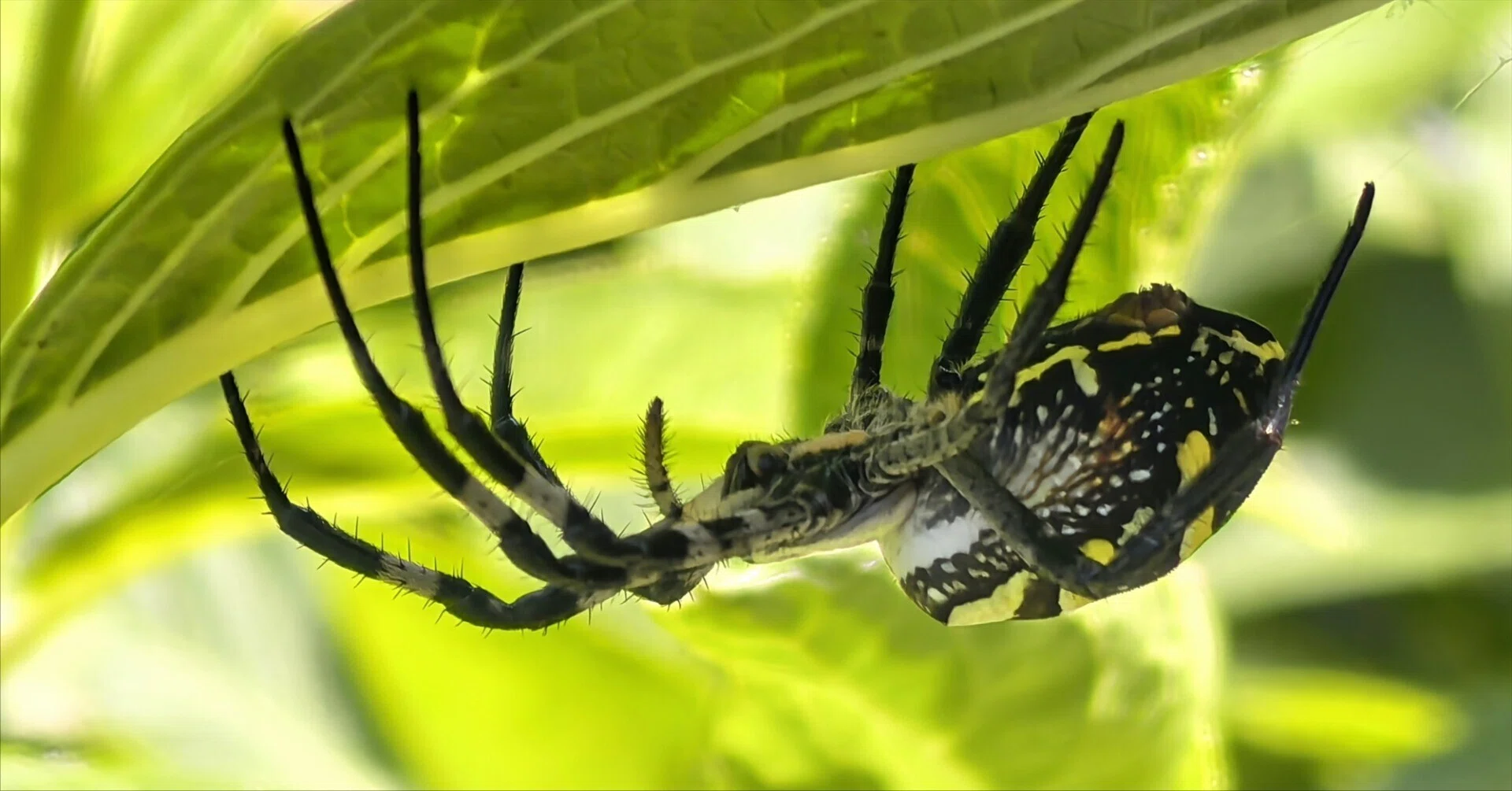 Days of Loving Insects: The Courtship of the St. Andrew's Cross